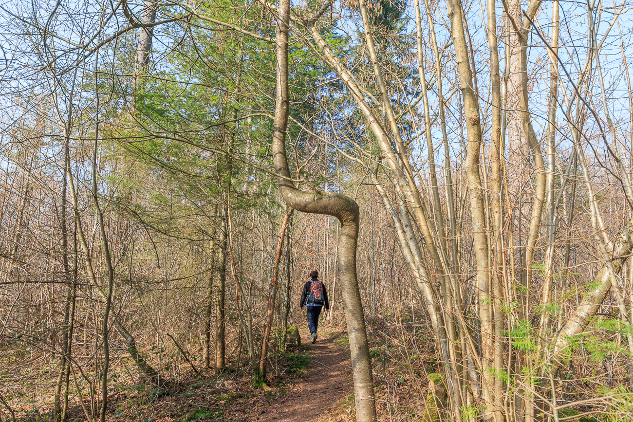 Fast ein Knoten im Baum ;-)