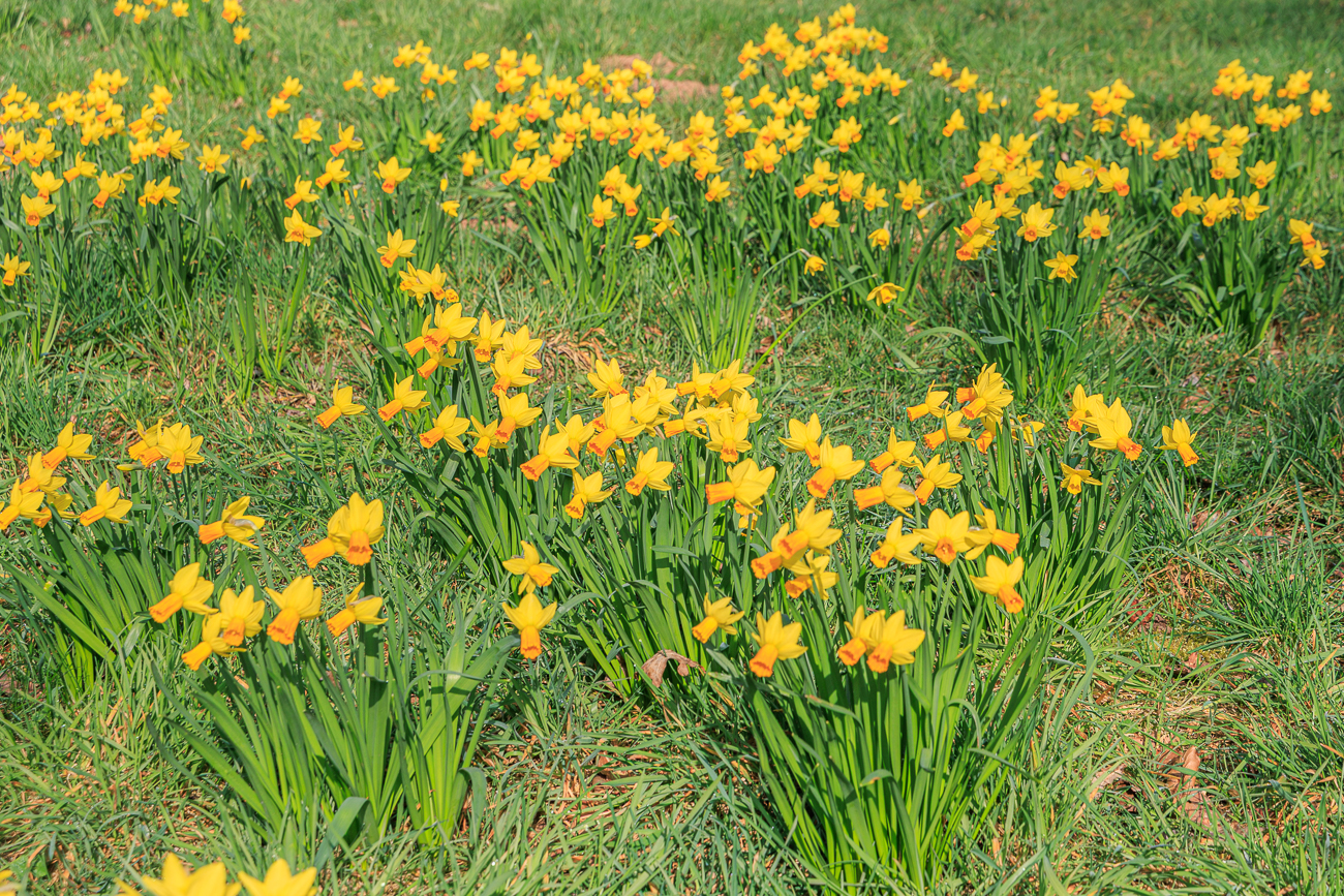 Osterglocken en masse