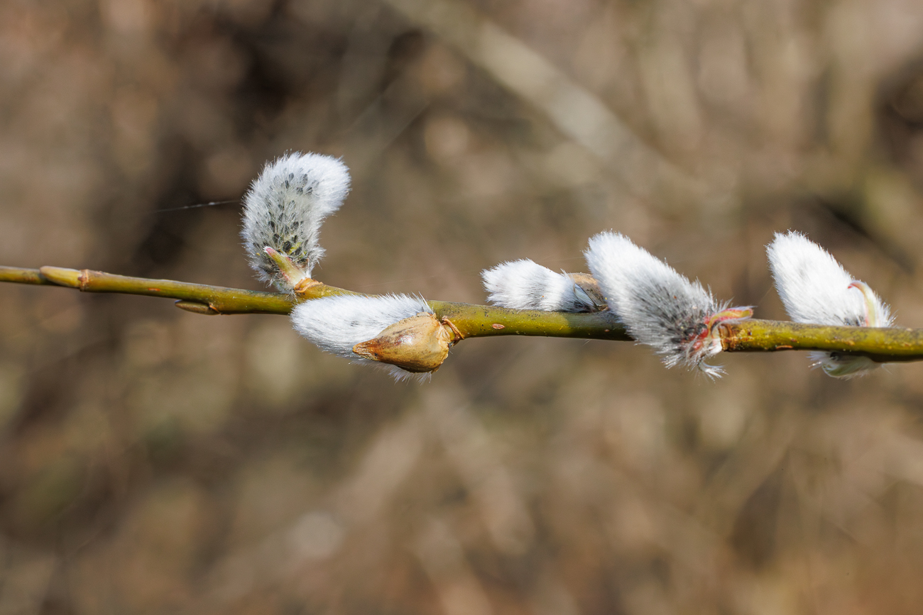K&auml;tzchen der Sal-Weide [Salix caprea]