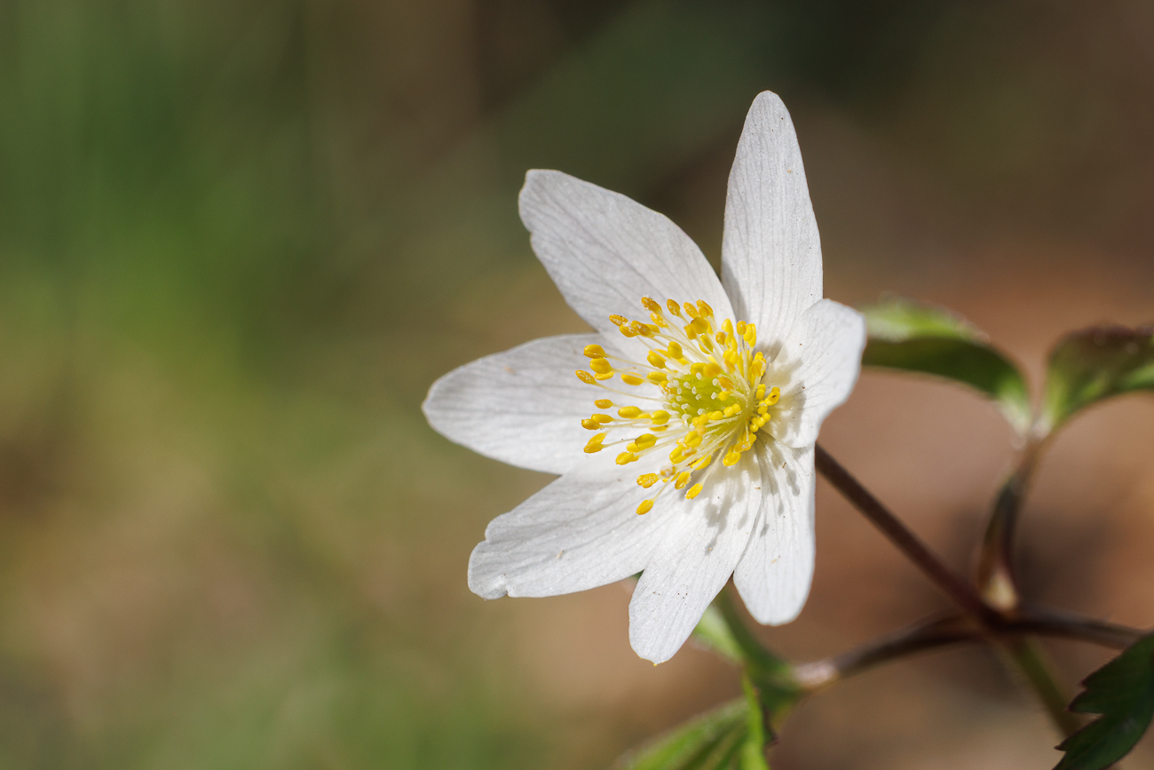 Buschwindr&ouml;schen [Anemonoides nemorosa]