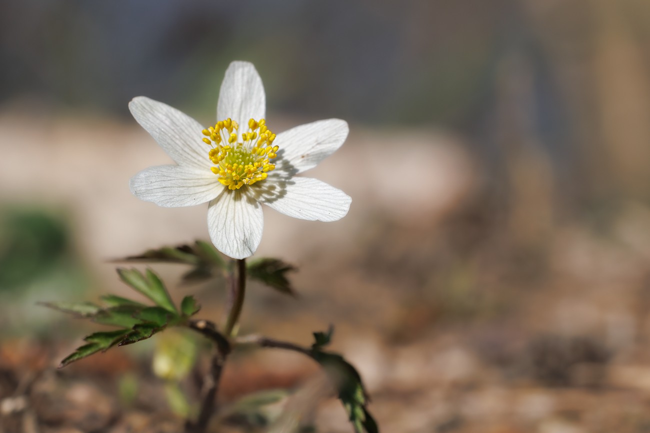 Buschwindr&ouml;schen [Anemonoides nemorosa]