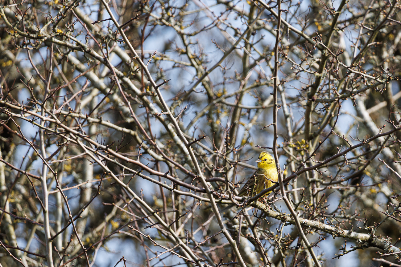 Goldammer [Emberiza citrinella]