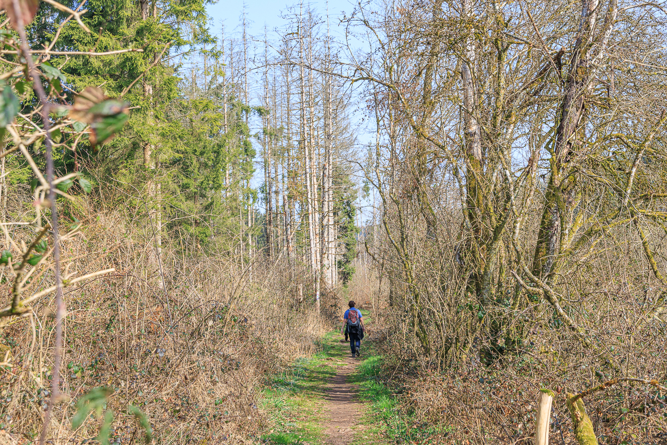 Wanderweg im (noch) blattlosen Wald