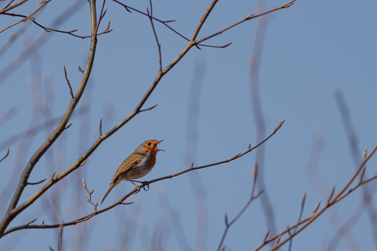 Rotkelchen [Erithacus rubecula]