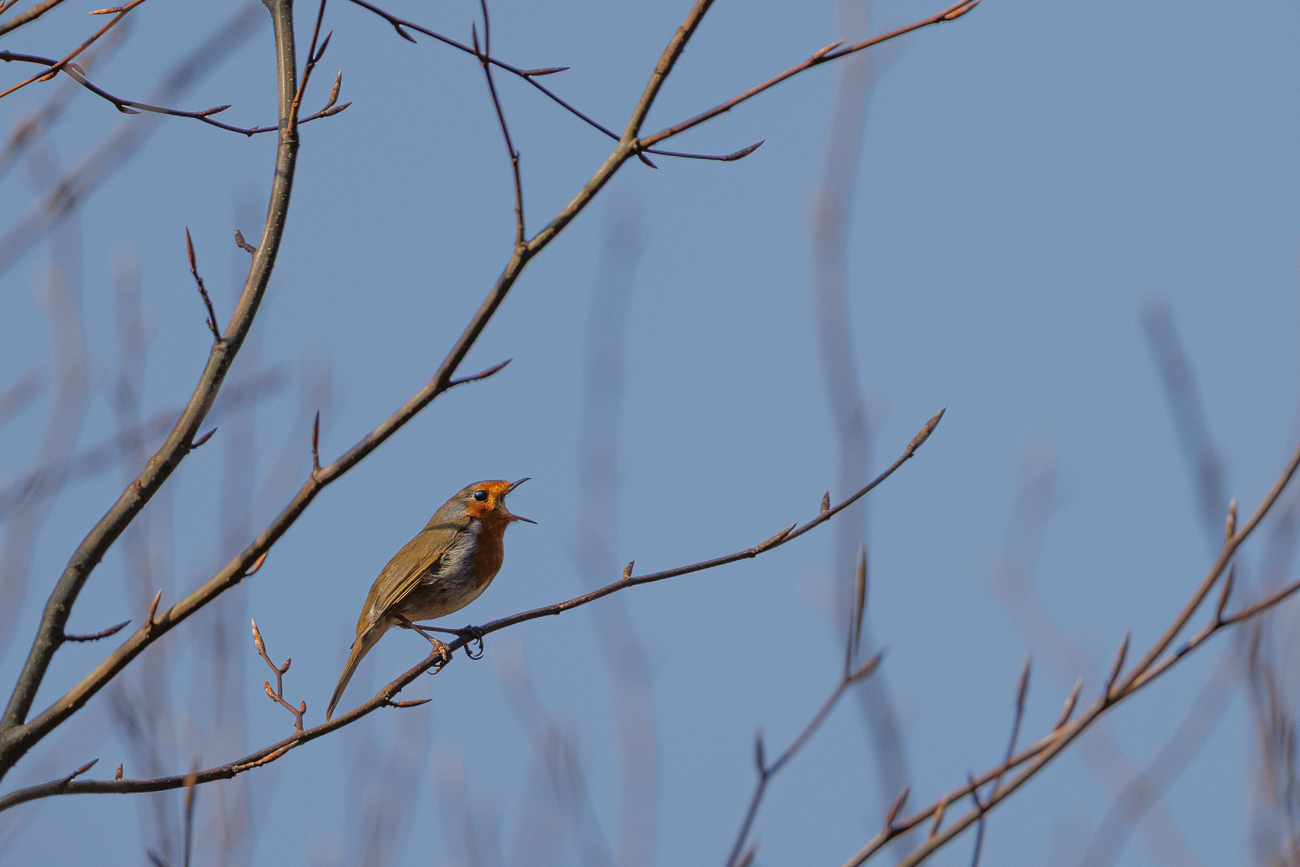 Rotkelchen [Erithacus rubecula]