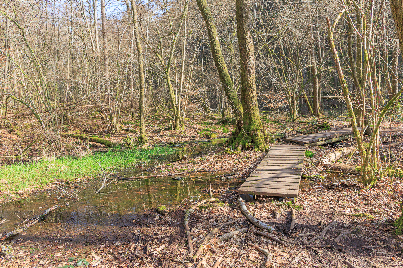 &Uuml;berall gibt es noch feuchte Stellen im Wald