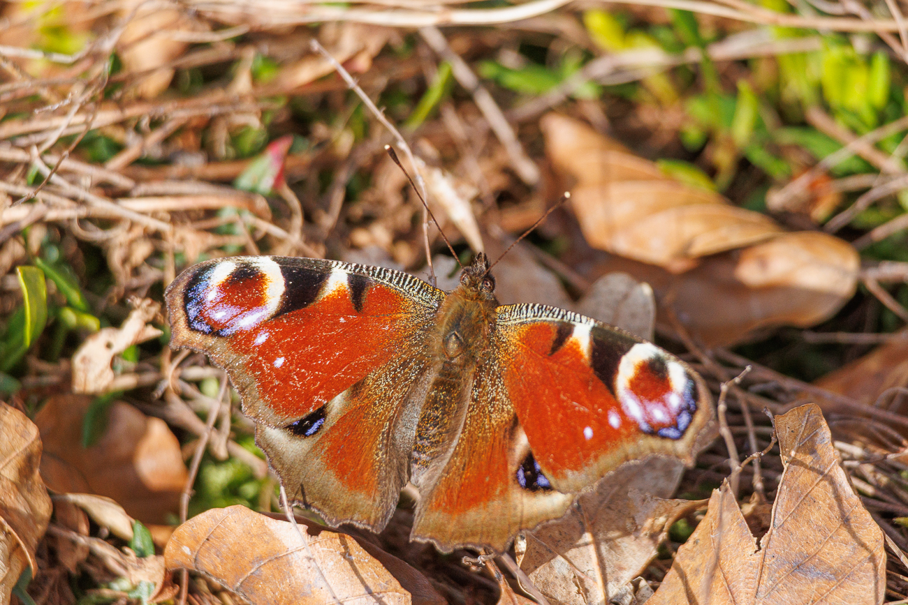 Tagpfauenauge [Aglais io]