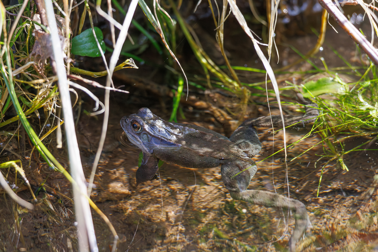 Grasfrosch [Rana temporaria]