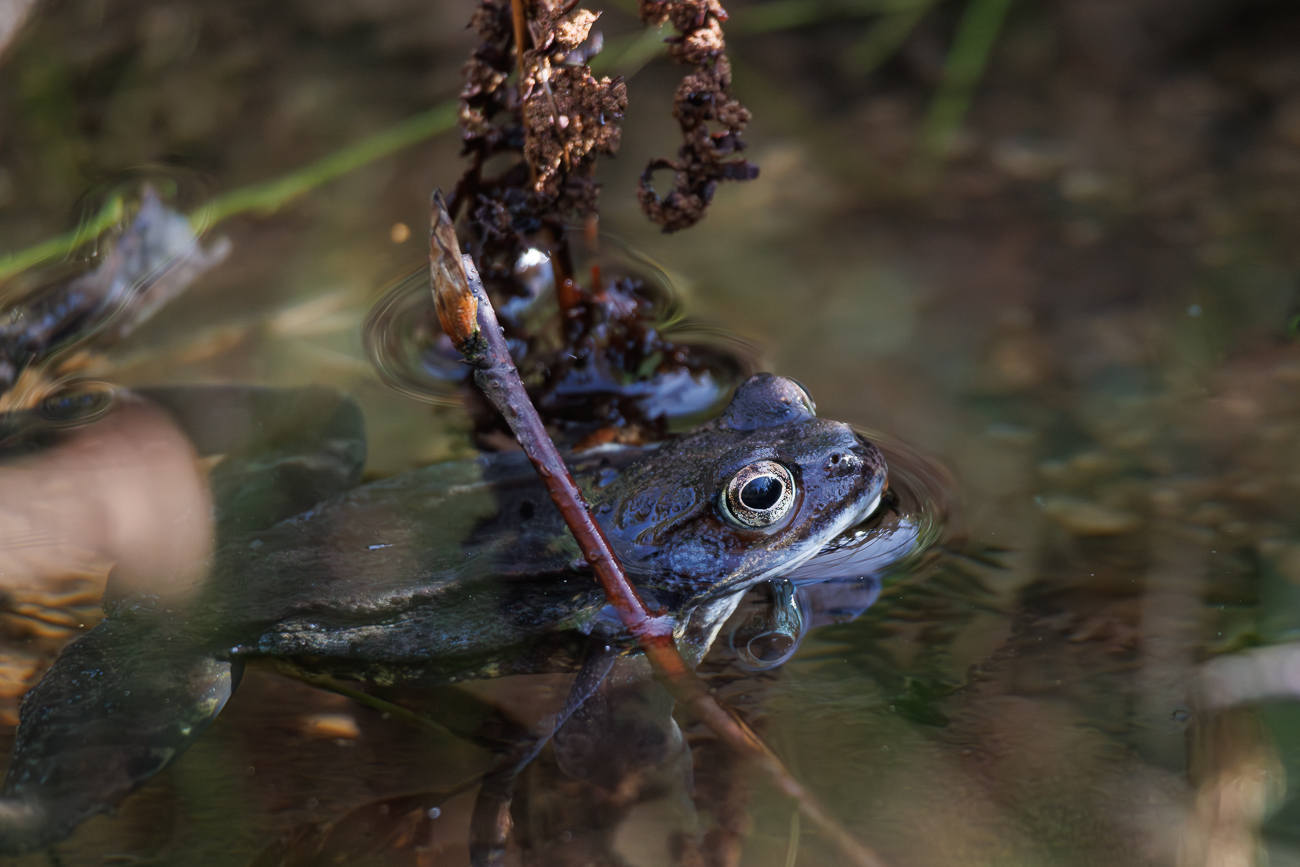 Grasfrosch [Rana temporaria]