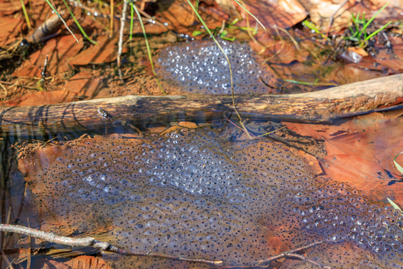 Laich des Grasfrosches