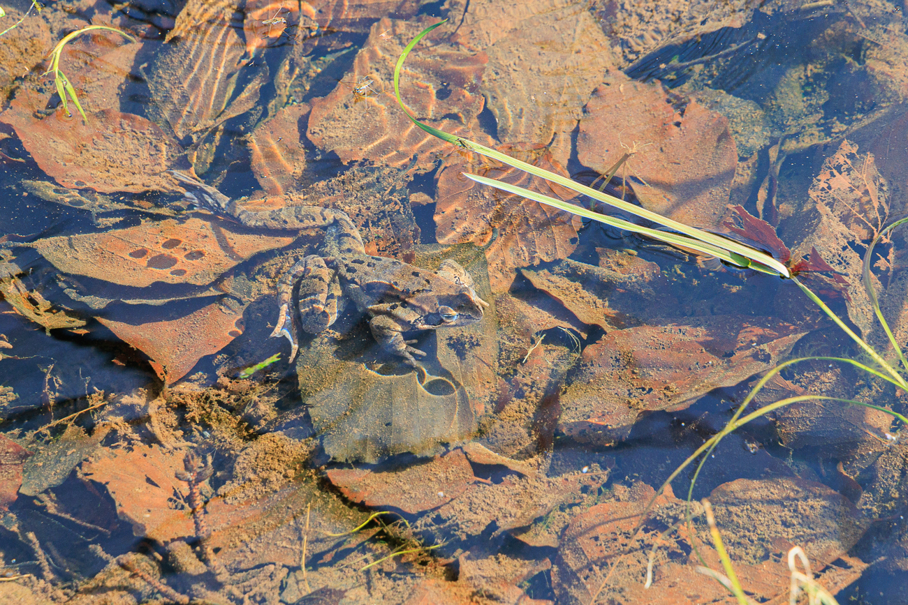 Grasfrosch unter Wasser