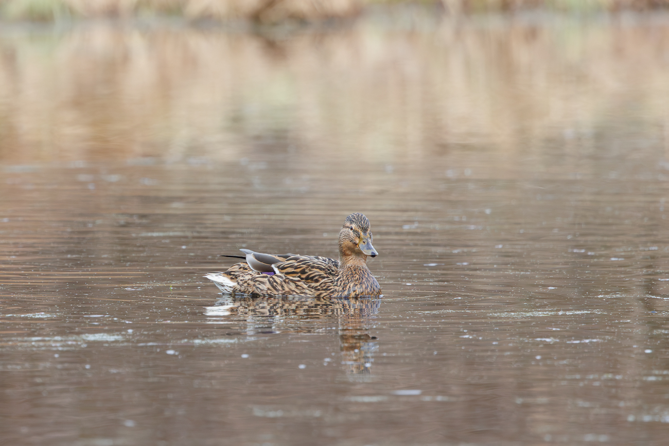 Stockente [Anas platyrhynchos], Weibchen