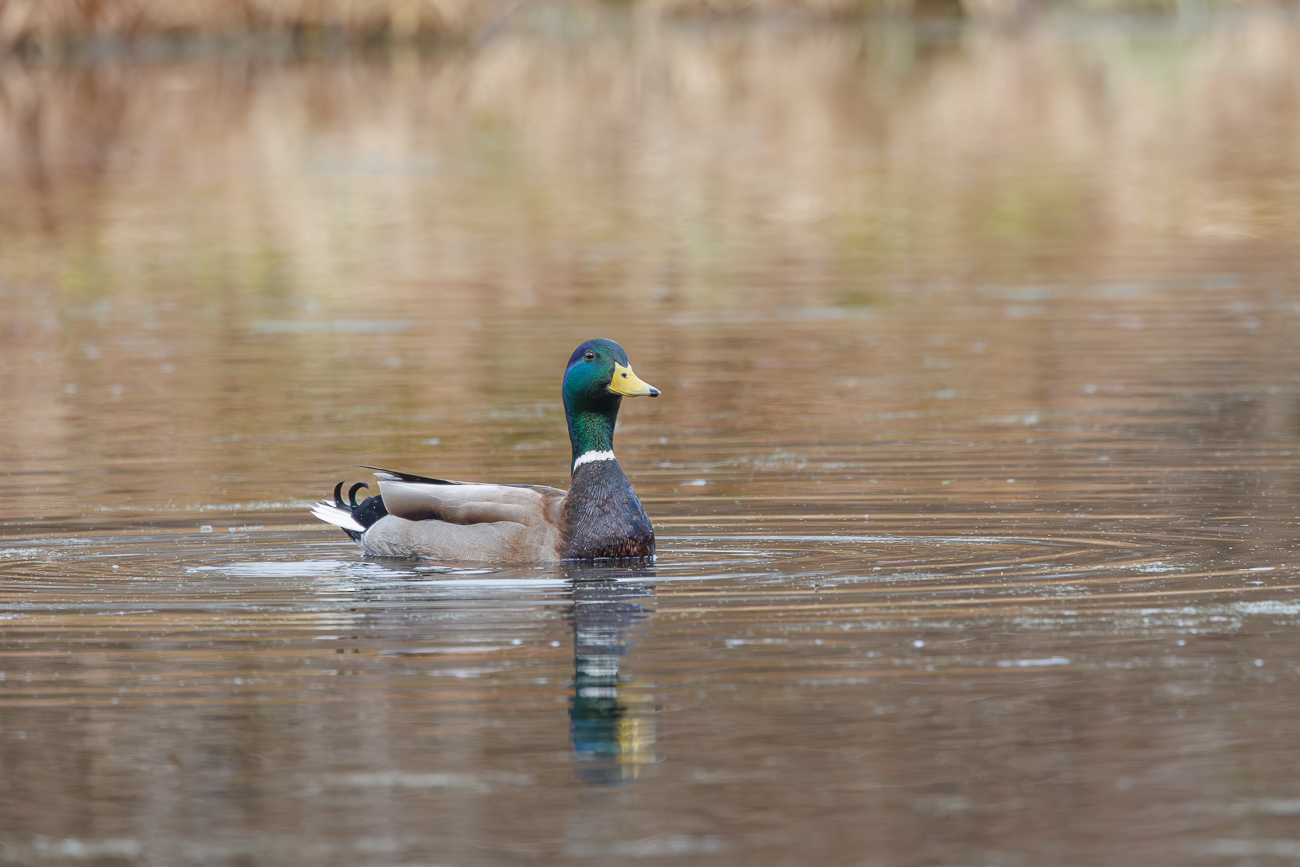 Stockente [Anas platyrhynchos], M&auml;nnchen