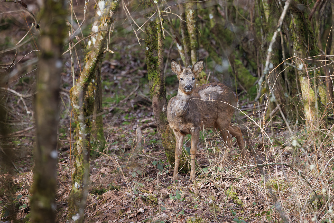 Rehbock [Capreolus capreolus]