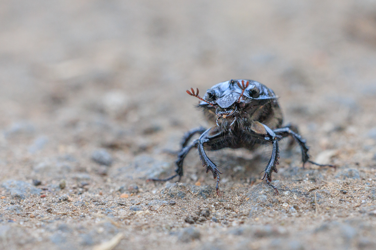 Waldmistk&auml;fer [Anoplotrupes stercorosus]