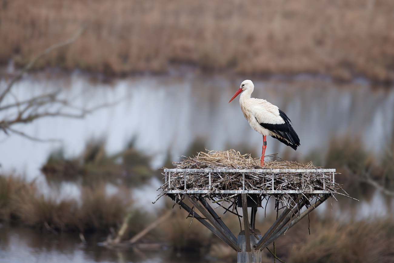 N&auml;her dran: Wei&szlig;storch im Nest
