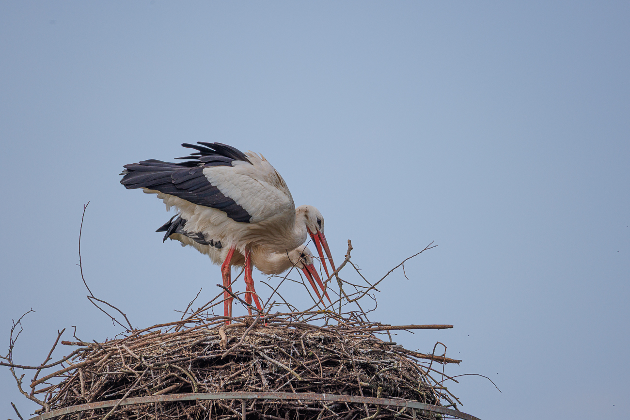 Weitere St&ouml;rche beim Ausbessern des Nestes