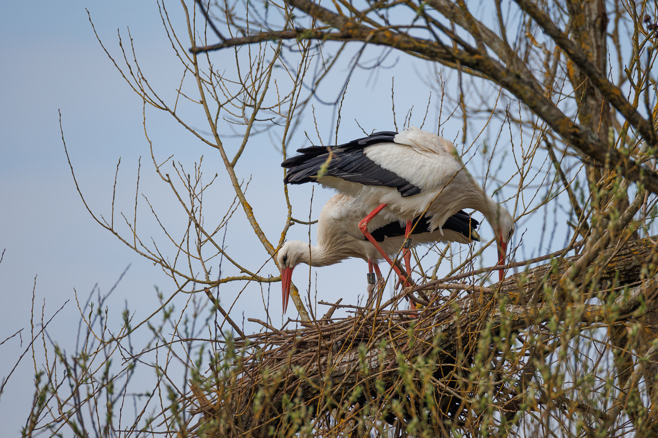 Zur&uuml;ck am Nest