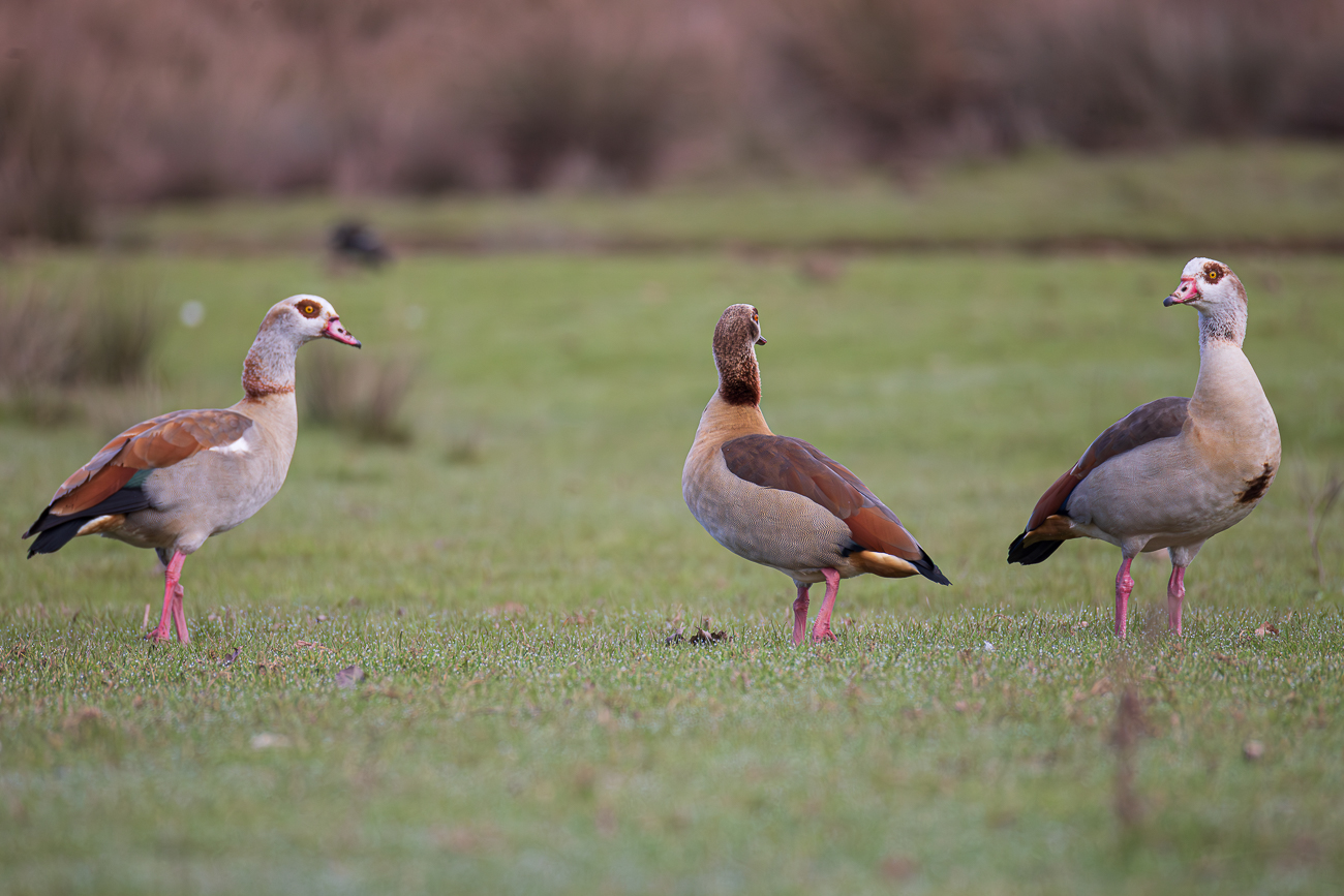 Nilg&auml;nse [Alopochen aegyptiaca]