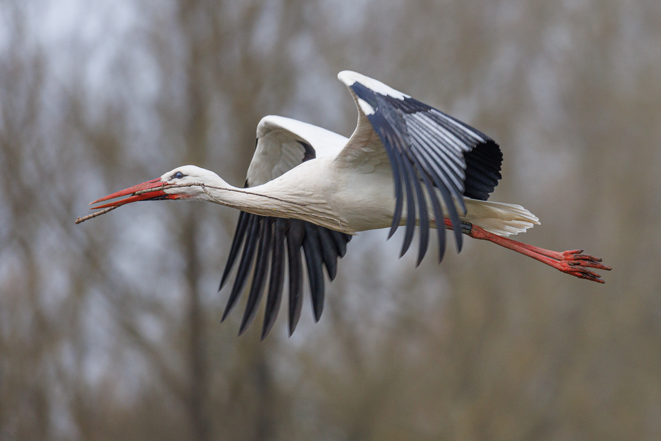 Flei&szlig;iger Storch