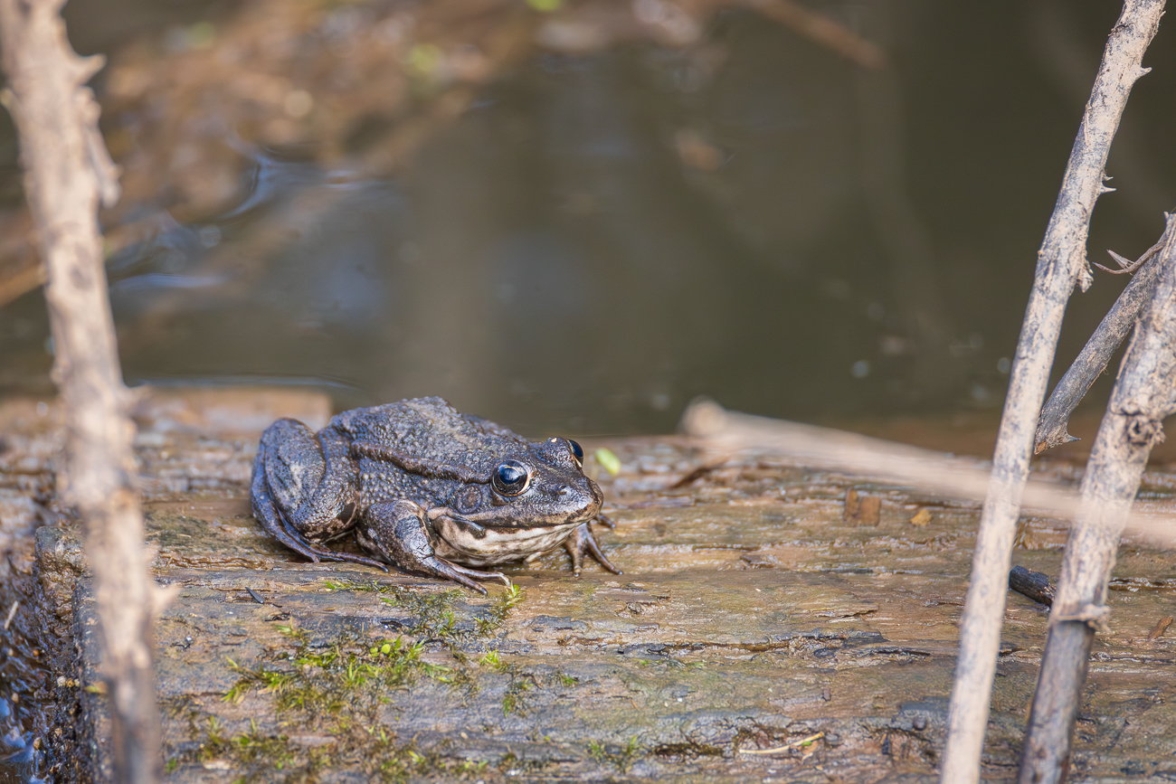 Grasfrosch [Rana temporaria]