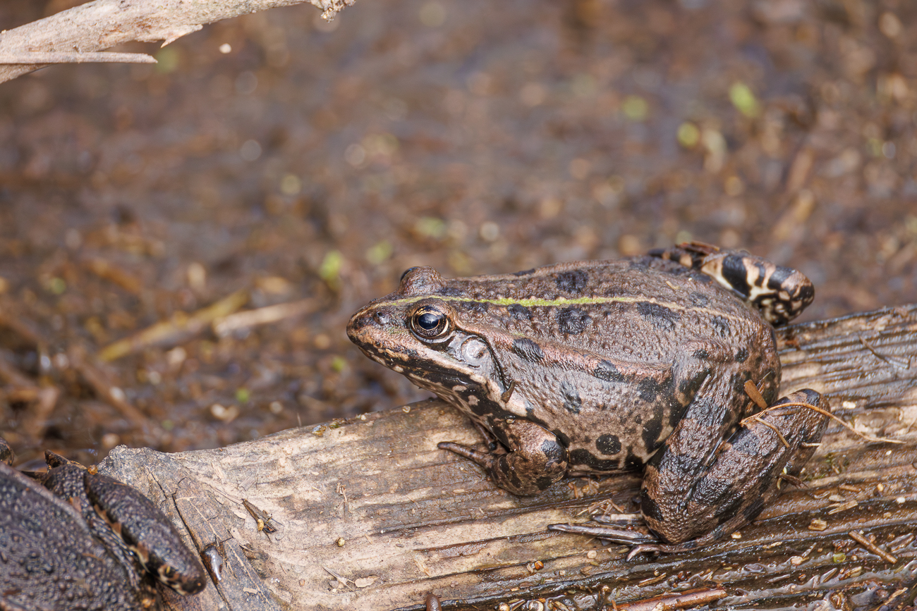 Grasfrosch [Rana temporaria]