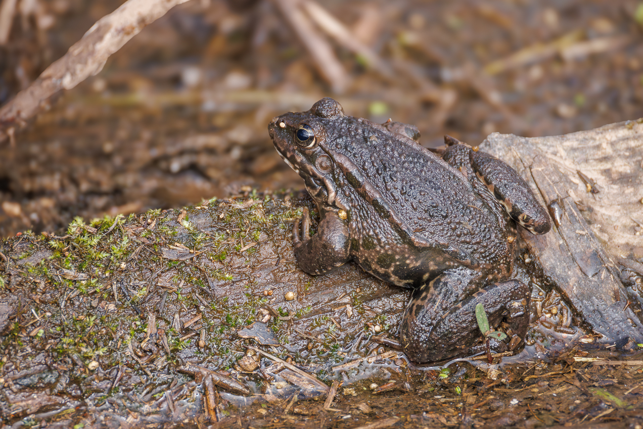 Grasfrosch [Rana temporaria]