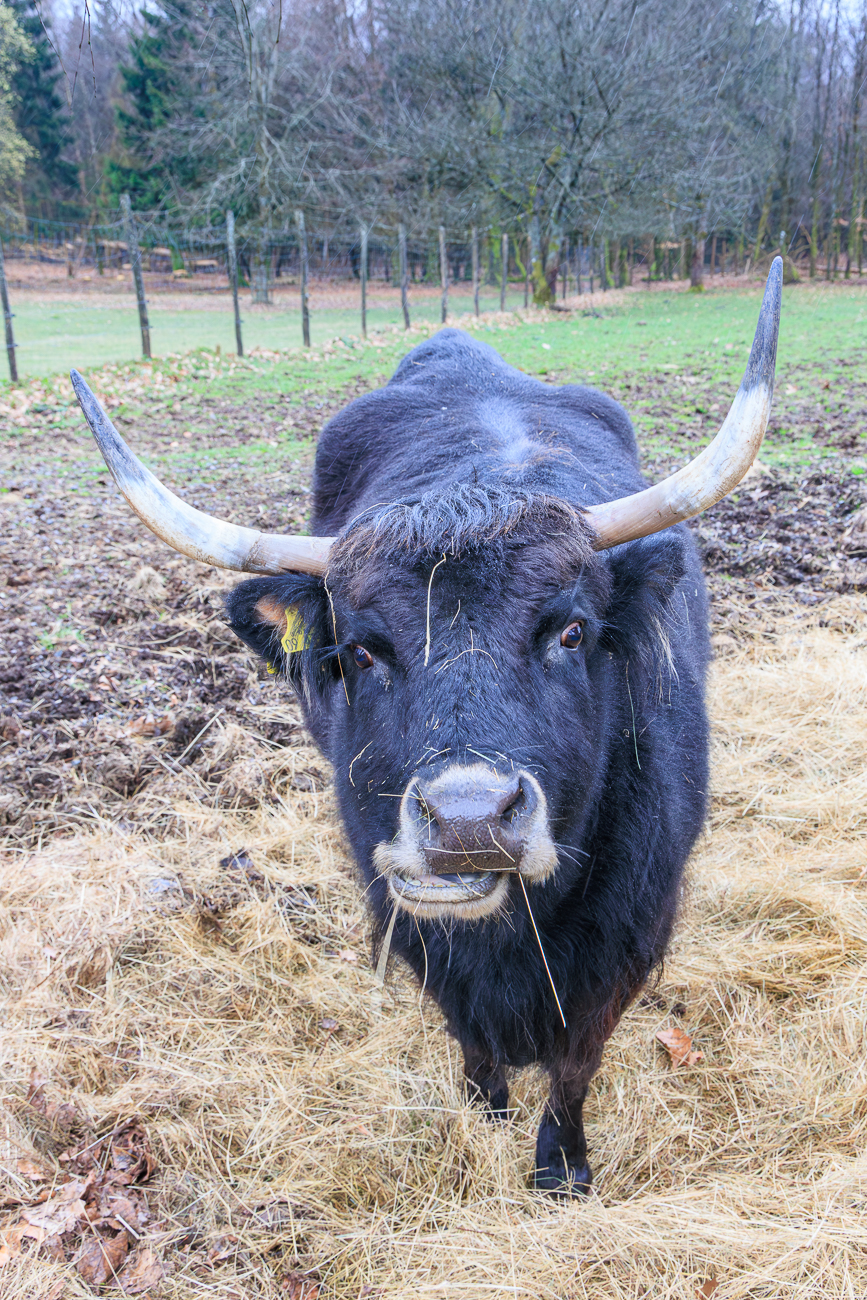 Der Auerochse oder Ur [Bos primigenius] ist eine in ihrer Wildform ausgerottete Art der Rinder