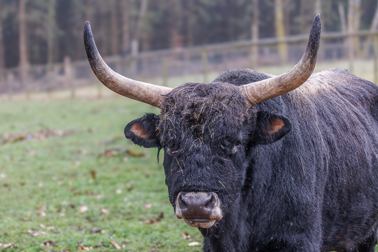 Das vermutlich letzte Exemplar der ehemals weit verbreiteten Wildform des Rindes starb im Jahr 1627 in Polen