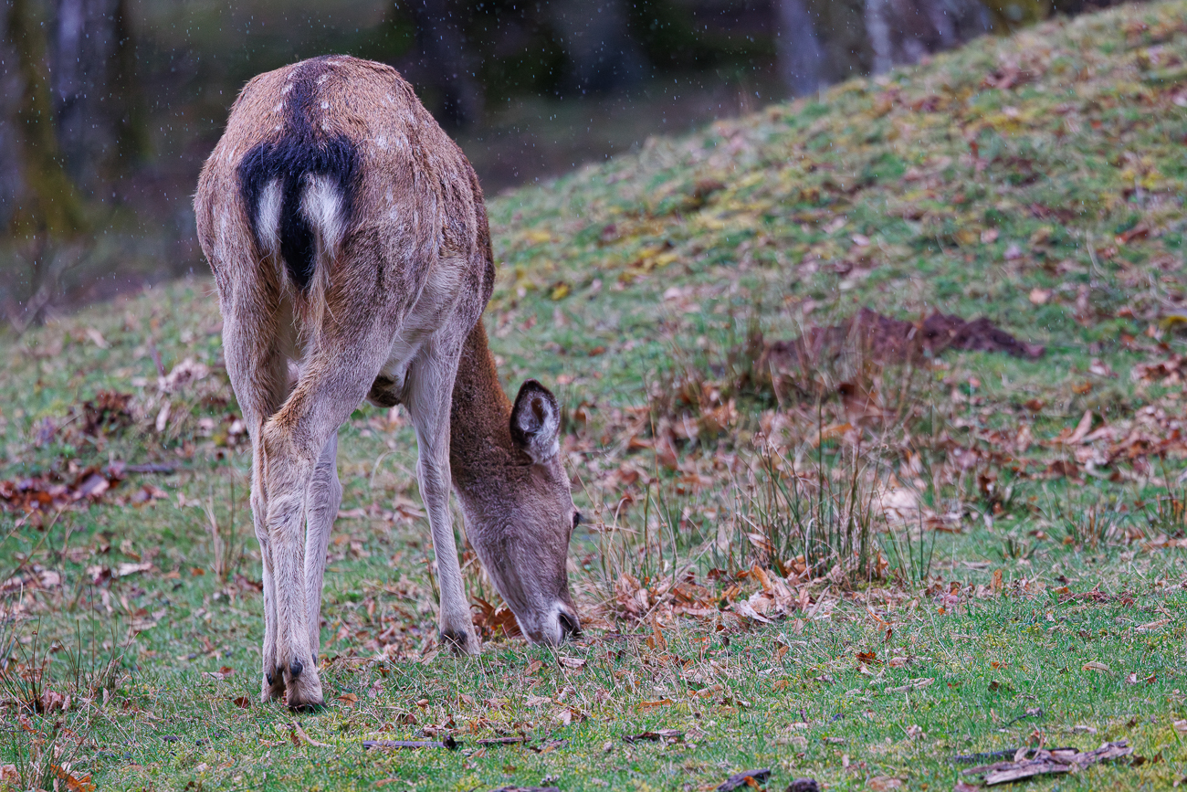 Sikahirsch [Cervus nippon]
