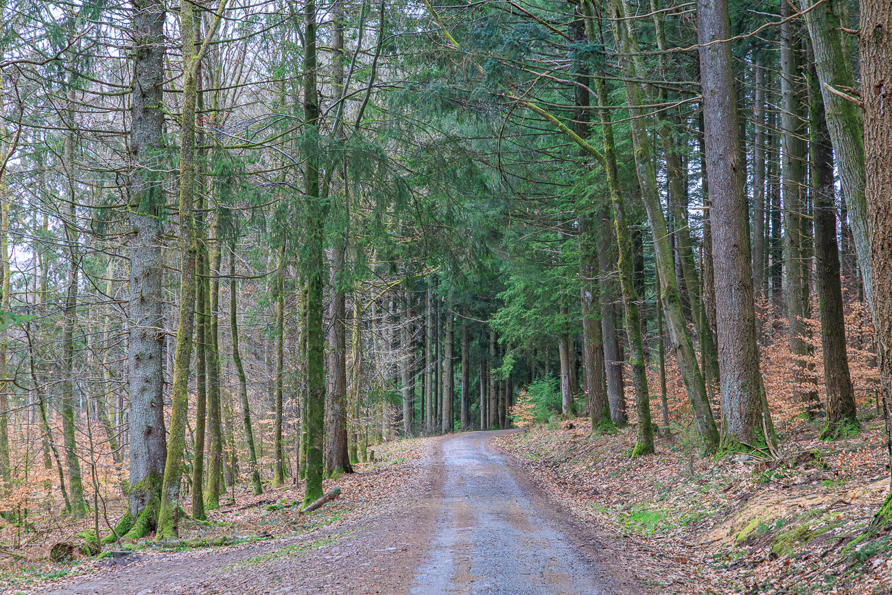 ... &uuml;ber eine Waldautobahn