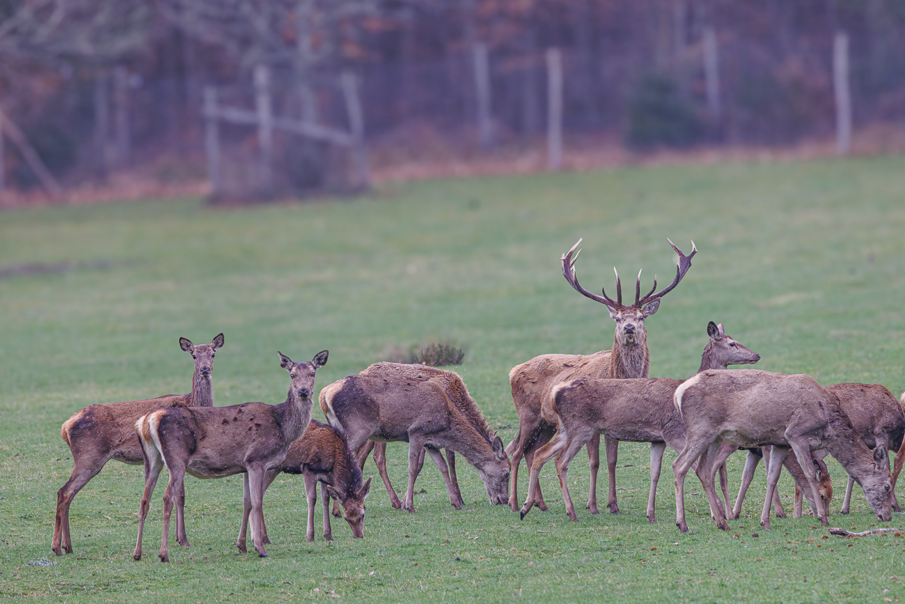 Rothirsche [Cervus elaphus]
