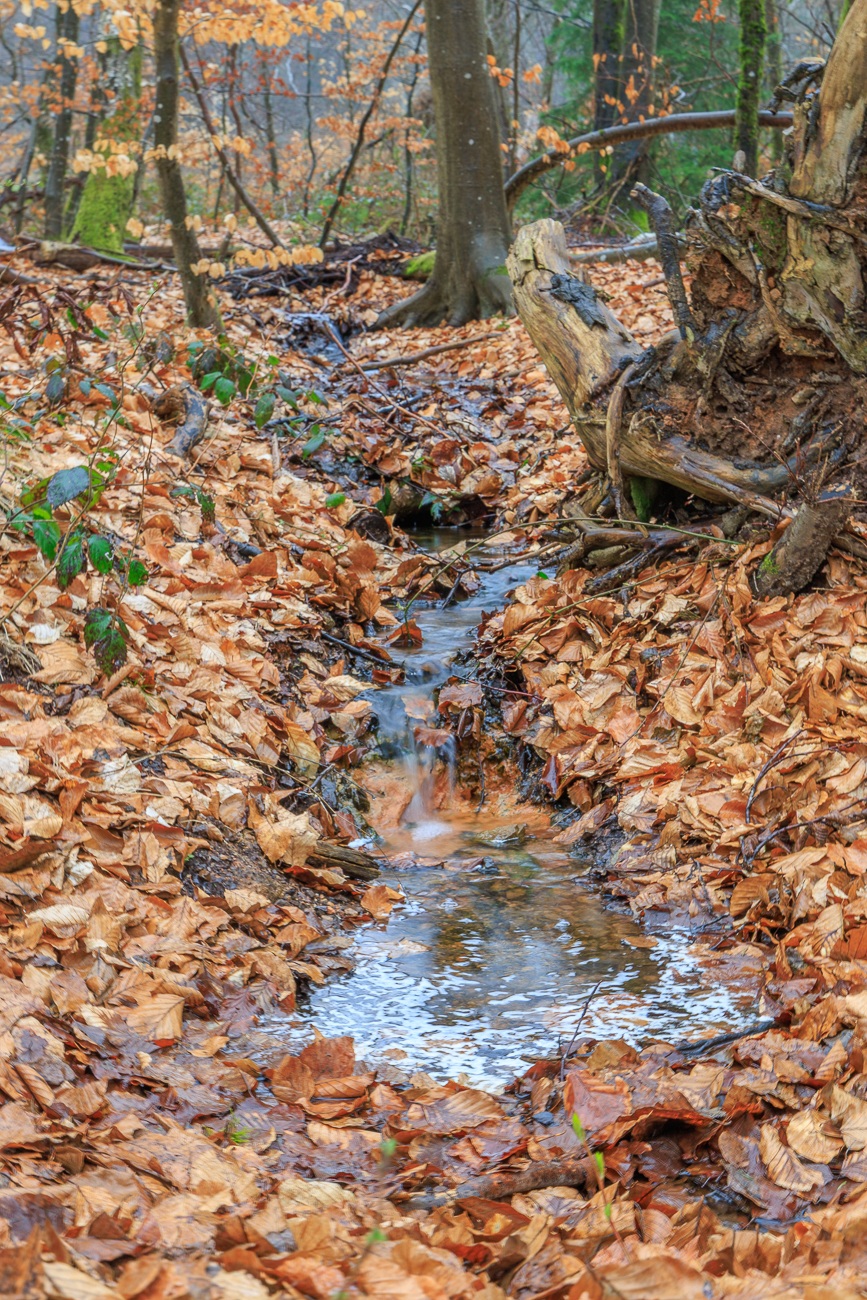 Kleiner Bach im Wald