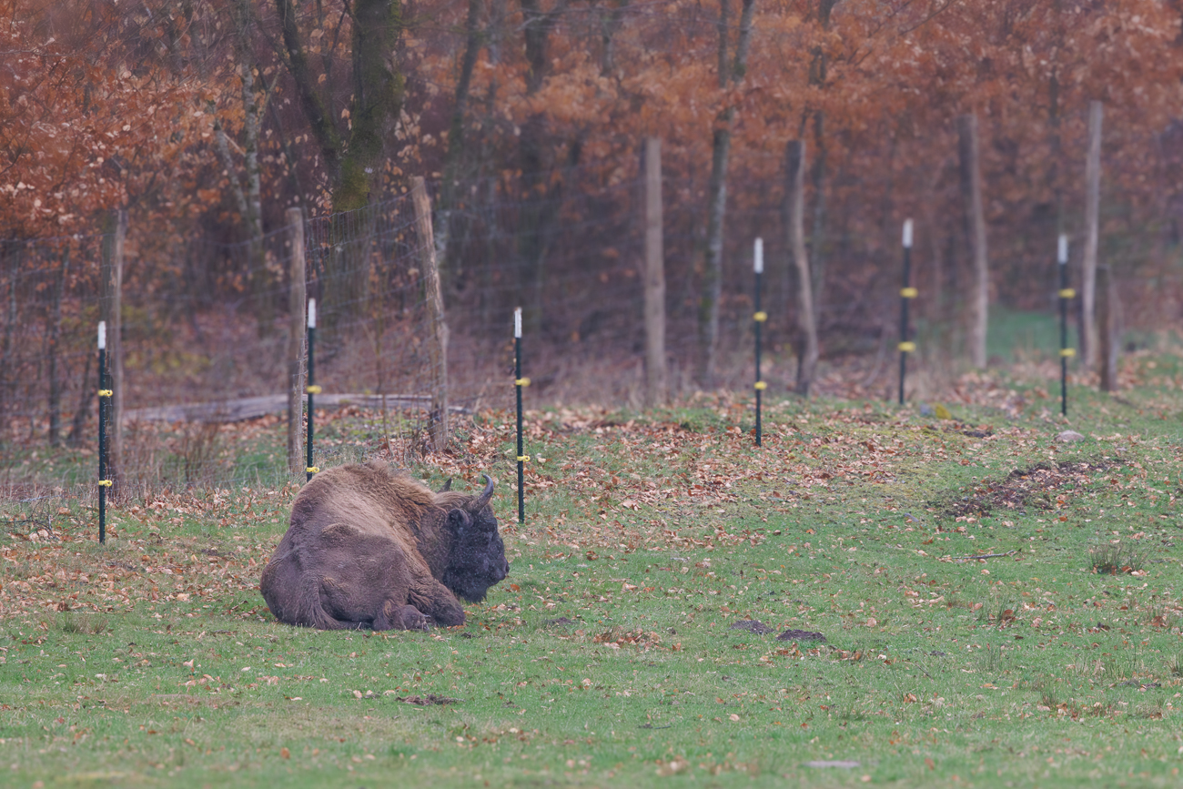 ... l&auml;sst sich nur ein m&uuml;der Wisent [Bos bonasus] erblicken