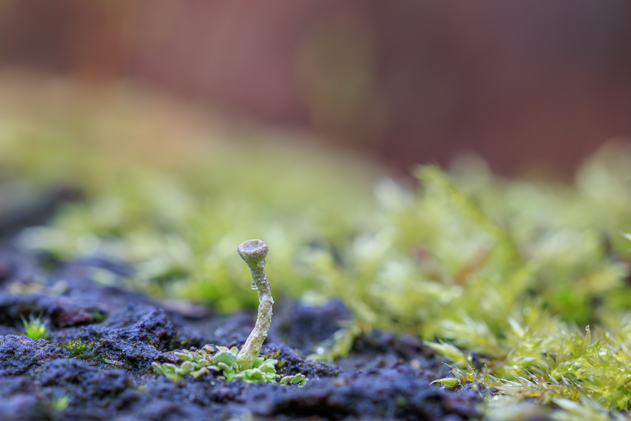 Dieser Stengel war kleiner als 3 mm