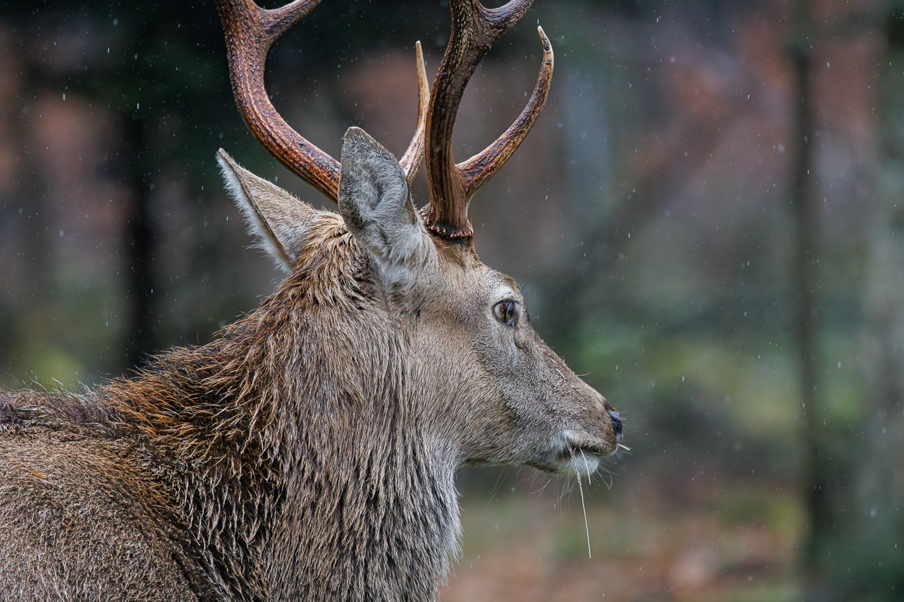 Sikahirsch [Cervus nippon] im Regen
