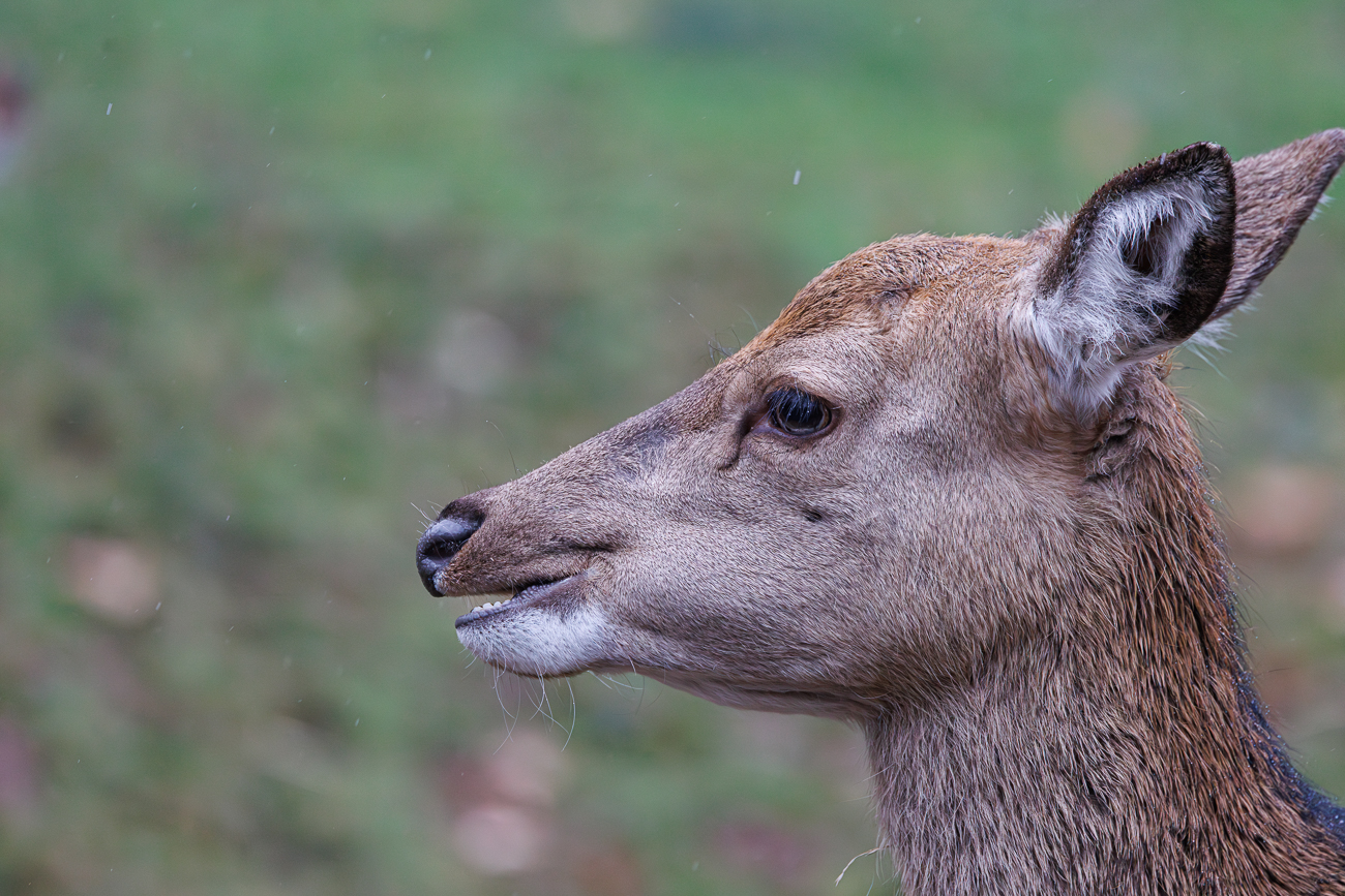 Sikahirsch [Cervus nippon]