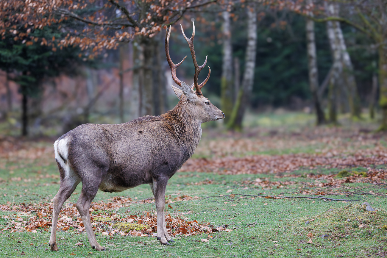 Sikahirsch [Cervus nippon]