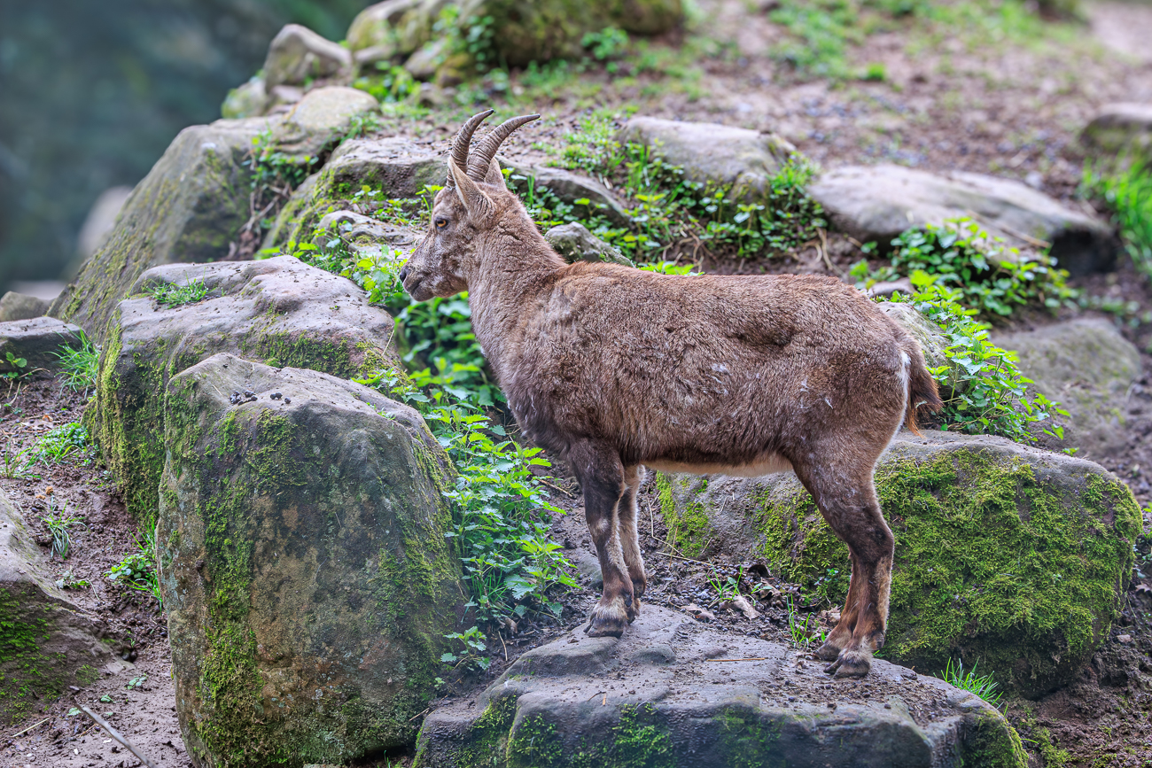 Alpensteinbock [Capra ibex]