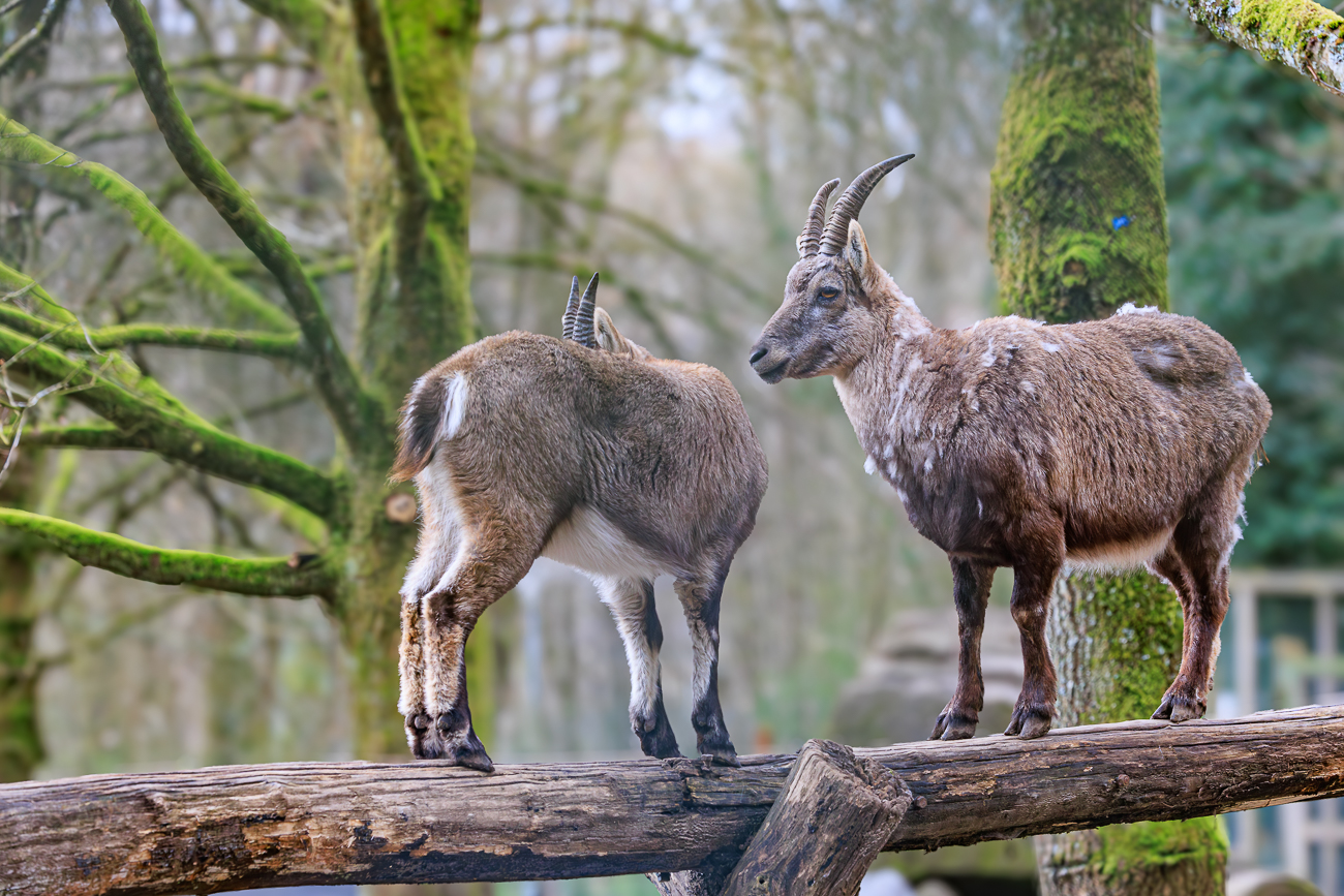 Alpensteinb&ouml;cke [Capra ibex]