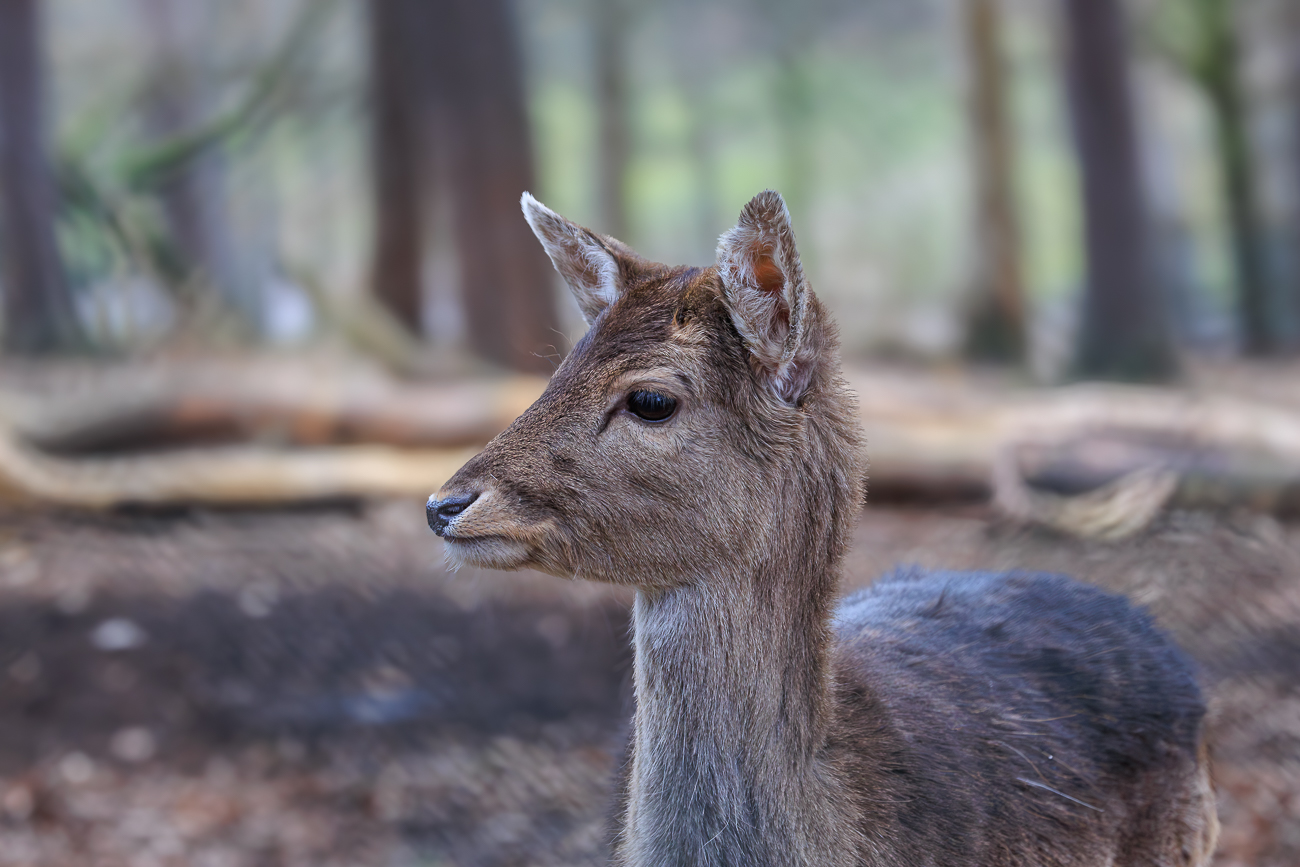 Damhirsch [Dama dama]
