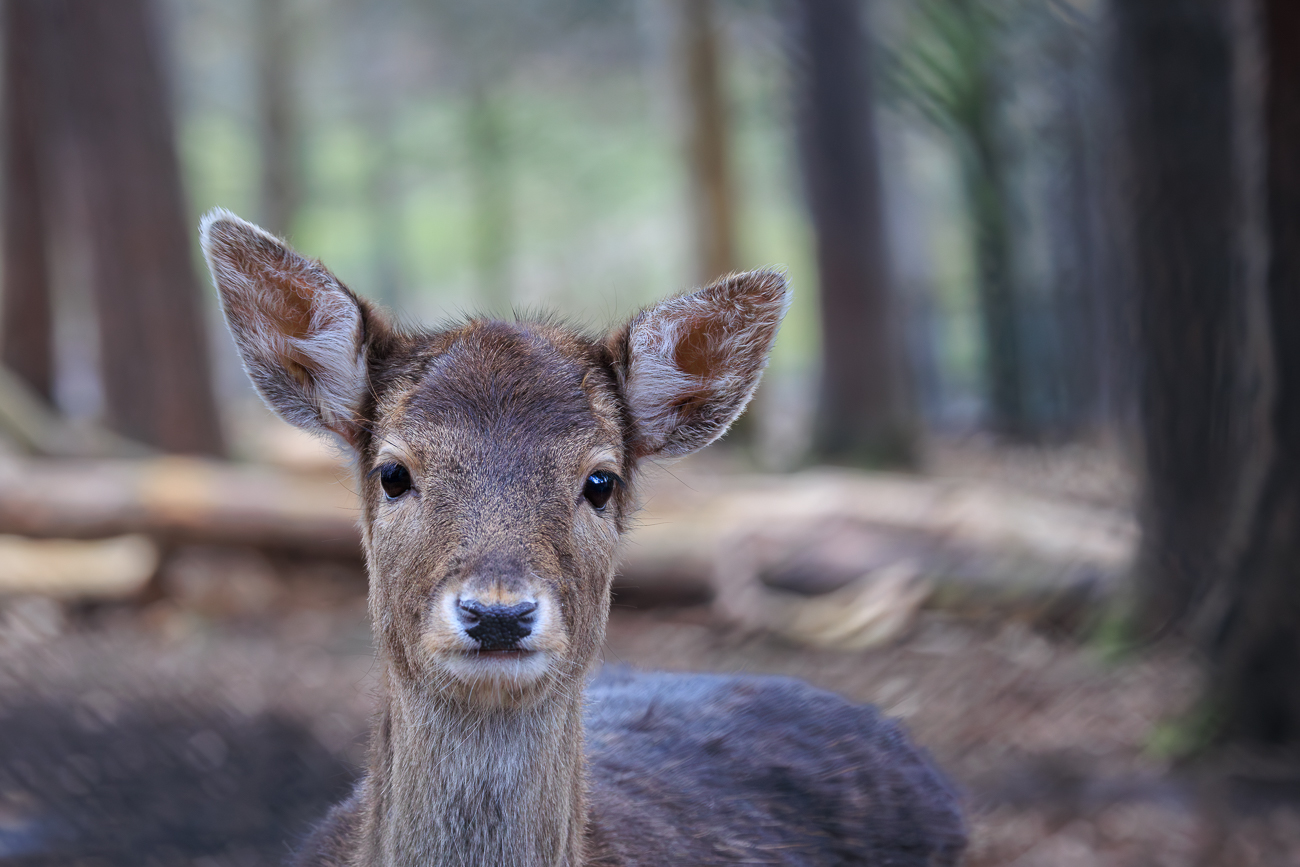 Damhirsch [Dama dama]