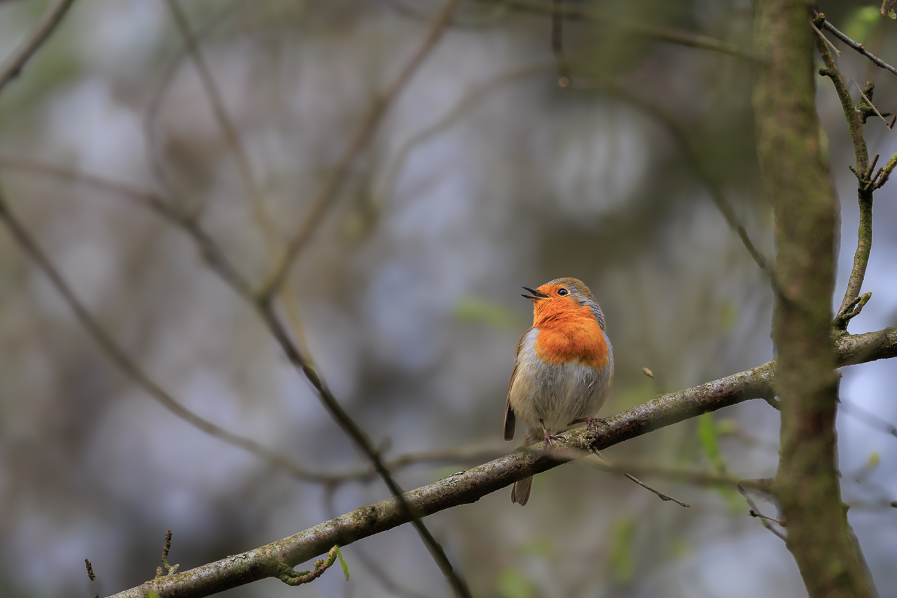 Rotkelchen [Erithacus rubecula]