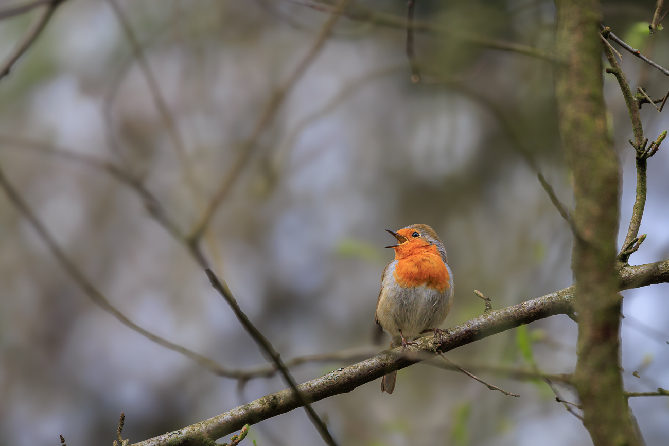 Rotkelchen [Erithacus rubecula]