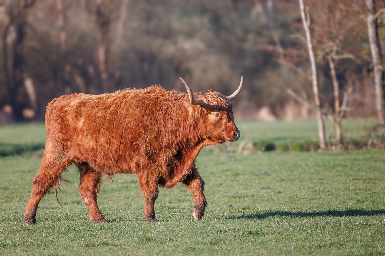 El Toro ;-)