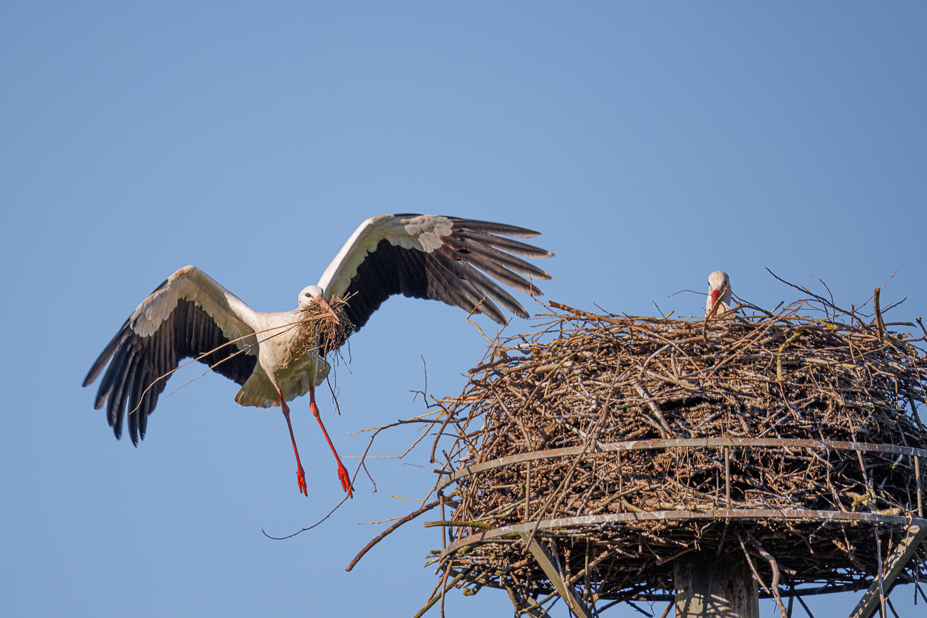 ... zum Nest gebracht