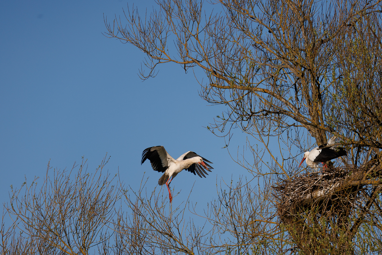 Auch im Nest nebenan ...