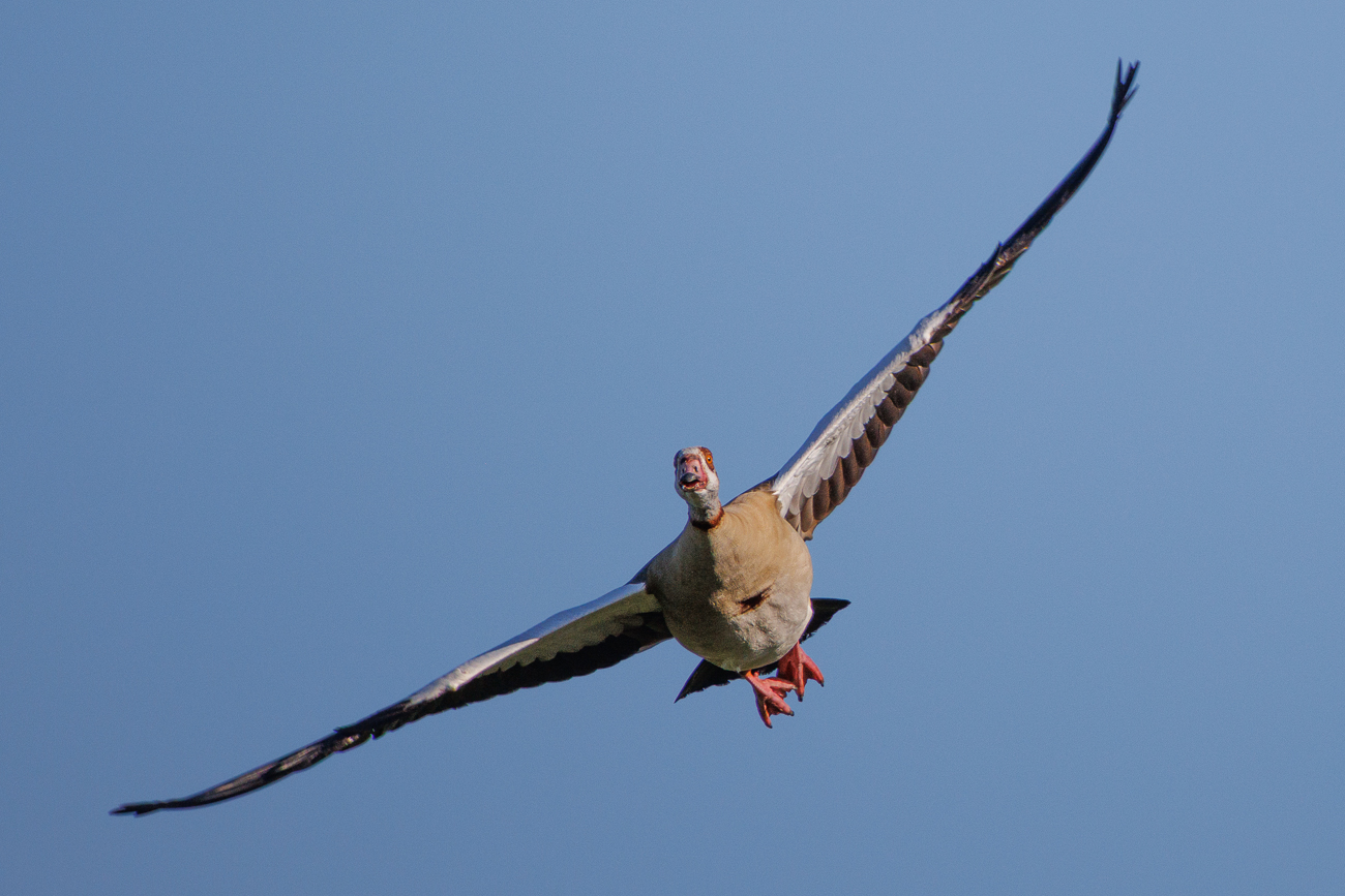Nilgans [Alopochen aegyptiaca]