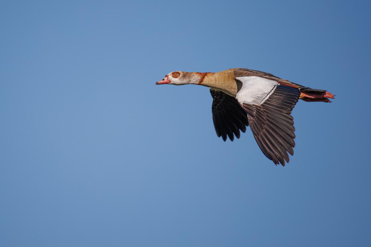 Nilgans [Alopochen aegyptiaca]