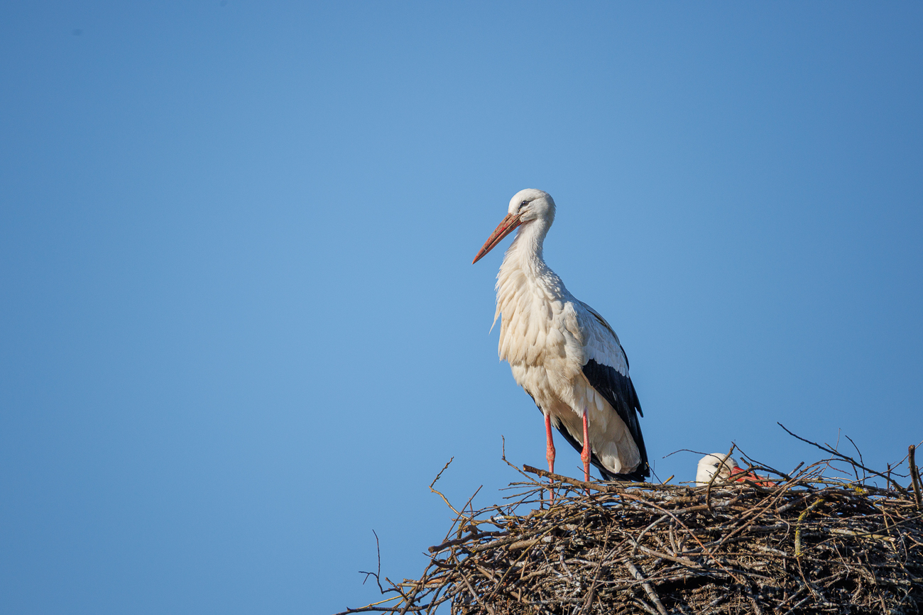 Wei&szlig;storch [Ciconia ciconia]